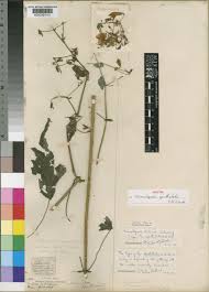 Image result for Mimulopsis