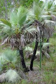 Image result for Acoelorrhaphe wrightii