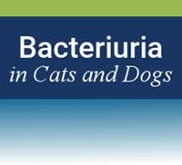 Ce credit hours for completion: Vetmedteam Providing Educational Pathways To Great Careers
