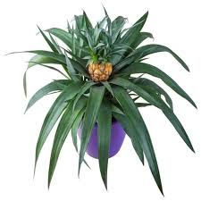 Faire Pousser Un Ananas Tout Pratique Comment Planter Un Ananas Faire Une Bouture Comment Planter