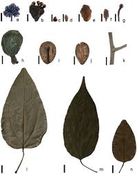 Image result for Tinospora fragosa