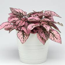 Image result for Hypoestes sp. aff. aristata B