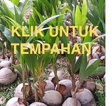 Teknik penghasilan benih kelapa matag bahagian pembangunan industri tanaman negeri perak 16/10/2017 lakukan sendiri menanam pokok kelapa matag, pisang berangan & pisang nipah. Cara Penanaman Kelapa Matag Marisya Delima Enterprise