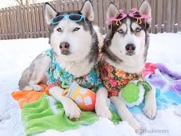 Shop with confidence on ebay! These Huskies Dress Up In Costumes For Every Occasion Popsugar Pets