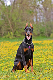The dobermanpinscher community on reddit. Black Doberman Pinscher Free Image Peakpx