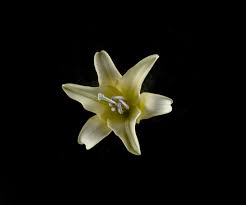 Floristería Queti
