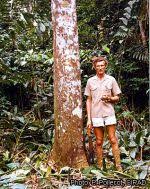 Image result for Zanthoxylum gilletii