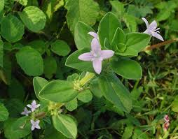 Image result for Spermacoce princeae