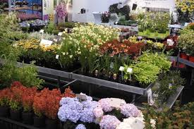 Garden Trials and Trade