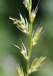 Image result for Lolium multiflorum