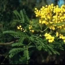 Image result for Acacia decurrens