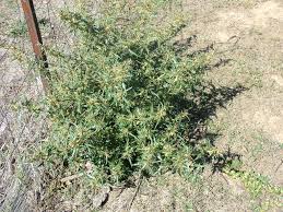 Image result for Xanthium spinosum
