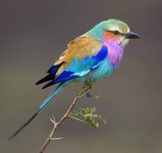 It winters primarily in dry wooded savanna and bushy plains, where it typically nests in tree holes. Account Suspended Pet Birds Lilac Breasted Roller Beautiful Birds