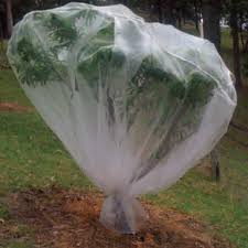 How to cover a citrus tree in freezing weather. Using Wildlife Friendly Netting