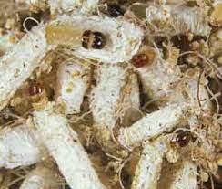Can treat up to 18.75 cubic feet of space. Common Moth Species In Singapore Rentokil Pest Control