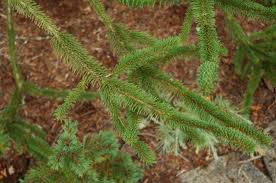 Can be susceptible to spruce aphid. Picea Abies Virgata Snake Branched Norway Spruce Conifer Trinomial American Conifer Society