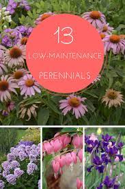There are lots of options that are both attractive and extremely easy to grow. Perennials That Need Infrequent Dividing Hgtv Gardens Plants Perennials Flowers Perennials