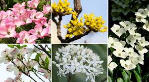 Check spelling or type a new query. Dogwood Trees Types Leaves Bark Identification With Pictures