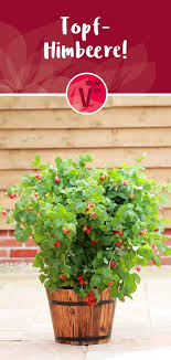 Topf Himbeere Fur Deinen Balkon Ruby Beauty Die Perfekte Winterharte Kubelpflanze Kubelpflanzen Pflanzen Bepflanzung