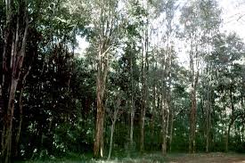 Image result for Brachylaena huillensis