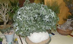 Image result for Gerrardanthus lobatus