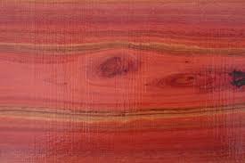 Choose your favorite river red gum designs and purchase them as wall art, home decor, phone cases, tote bags, and more! Friday Fellow River Red Gum Earthling Nature