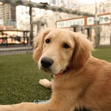 The golden retriever puppies for adoption in los angeles are a great option for pet lovers looking to add a new dog to their family. Rosie Golden Retriever 4 M O Quartyard She Loves Chicken Golden Retriever Retriever Retriever Puppy
