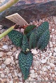 Image result for Drimiopsis