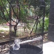 We did not find results for: Jual Kandang Lovebird Terlengkap Terbaik Harga Murah August 2021