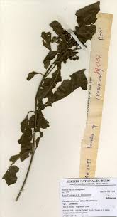 Image result for Pavetta sp. F