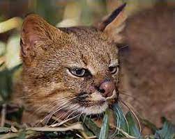 The colocolo (leopardus colocolo) is a small spotted and striped cat native to the west andean slope in central and northern chile.3 until recently. Colocolo Animales En Peligro De Extincion En Chile