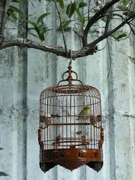Birdcage In Beijin More At Fosterginger Pinterest Vintage Bird Cage Bird Cage Bird Cages
