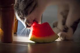 Every summer we hand out watermelons to the cats that live. Can Cats Eat Watermelon 2 Major Benefits Revealed