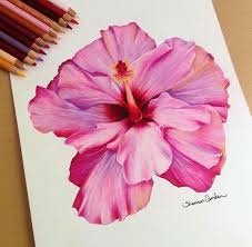 Pin By Vanessa Cataleya On Drawlings In 2020 Color Pencil Art Flower Drawing Flower Art