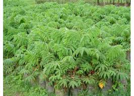 Image result for Hagenia abyssinica