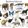 Join the rainforest alliance to help them thrive: 1