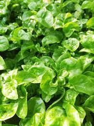 Bayam brazil (althernanthera sissoo) adalah spesies tanaman sayuran berdaun yang berasal daripada brazil dan amerika selatan. Bayam Brazil Brazillian Spinach Sayuran Yang Boleh Dijadikan Salad Zaza Iman Lifestyle Blogger