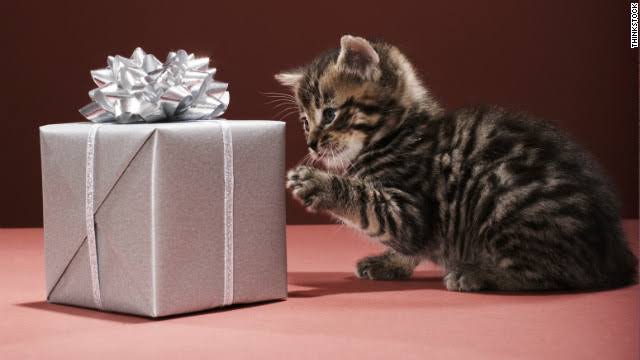 How To Give Pets as Gifts