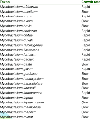 Image result for Mycobacteria