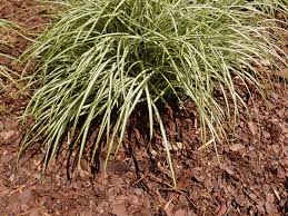 Image result for Carex johnstonii