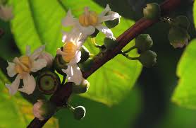 Image result for Bellucia pentamera