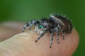 We did not find results for: Jumping Spider Phidippus Audax Jonesblog