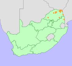 Image result for Distephanus divaricatus