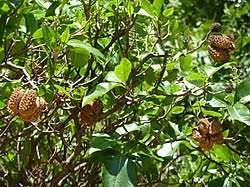 Image result for Calodendrum capense