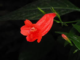 Image result for Ruellia brevifolia