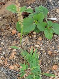 Image result for Eragrostis humidicola