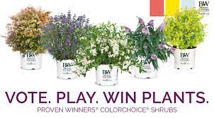 Blue rose flower language : Proven Winners Colorchoice Brings Back Shrub Madness Bracket Competition Greenhouse Product News