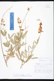 Image result for Crotalaria trichotoma