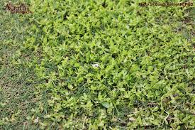 Image result for Hyparrhenia gossweileri