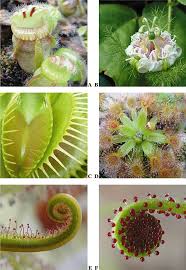 Image result for Aldrovanda vesiculosa